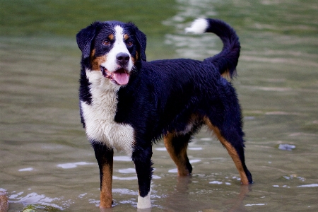 Foto Anjing mamalia hewan bertulang belakang
