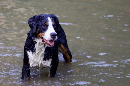 Foto Anjing mamalia hewan bertulang belakang
