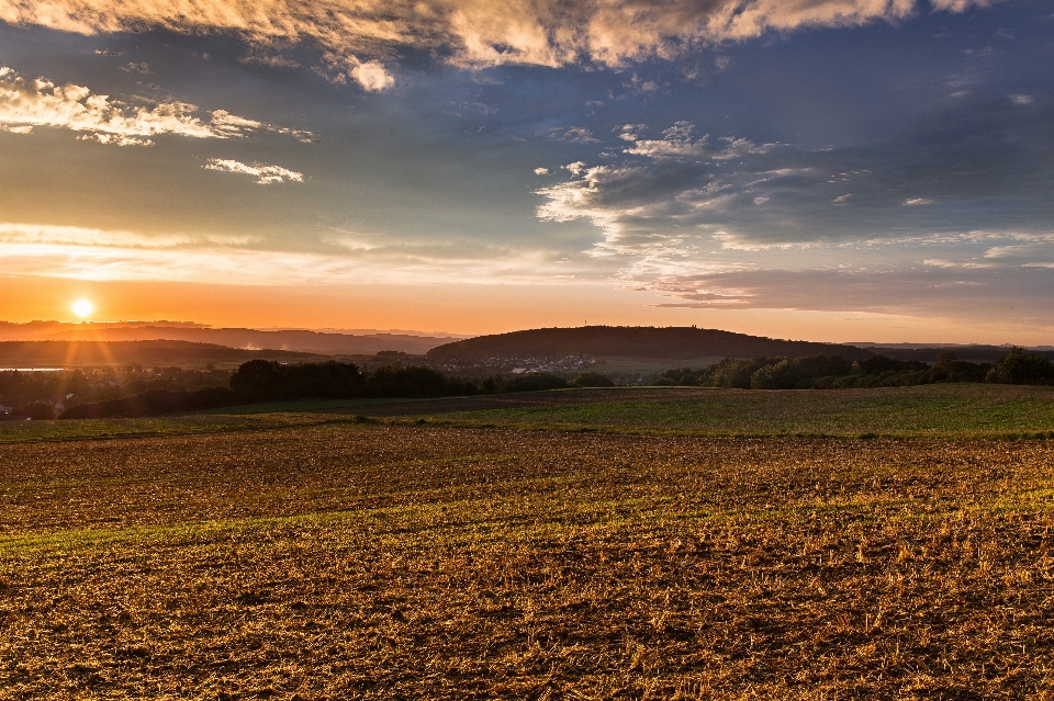 Paysage arbre nature herbe