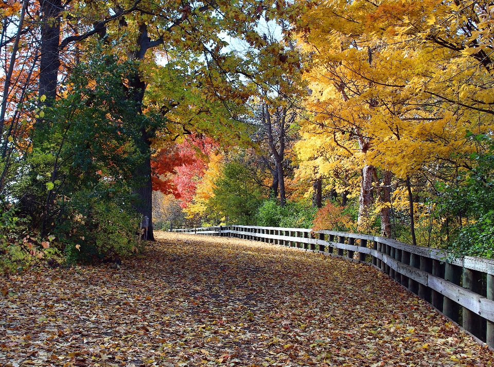 Paesaggio albero natura foresta