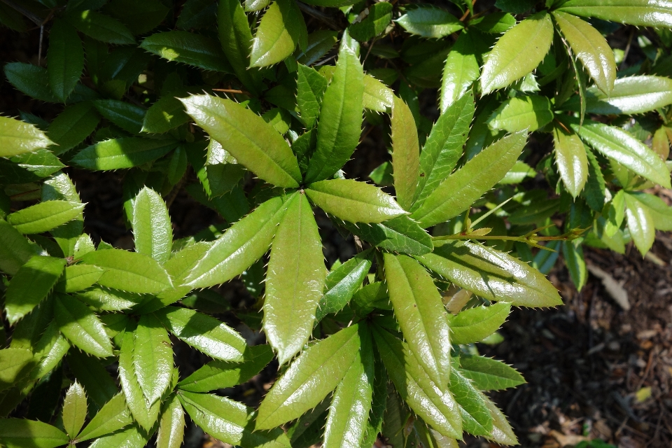 Baum zweig stachelig
 anlage