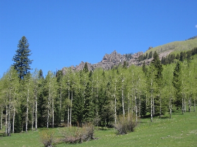 Foto Paesaggio albero foresta natura selvaggia
