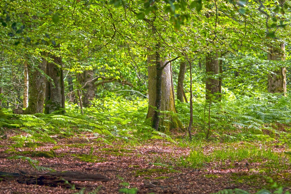 Landscape tree nature forest