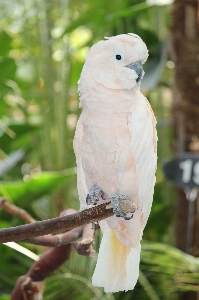 鳥 羽 野生動物 嘴 写真