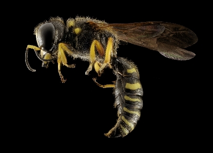 Natur flügel pollen insekt Foto