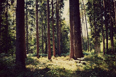 Landscape tree nature forest Photo