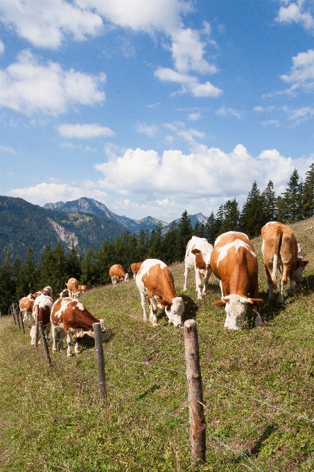 Paisagem natureza grama campo