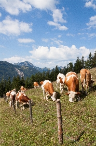 Landschaft natur gras feld Foto