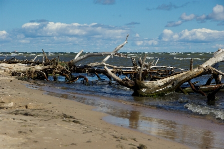 Beach driftwood sea coast Photo