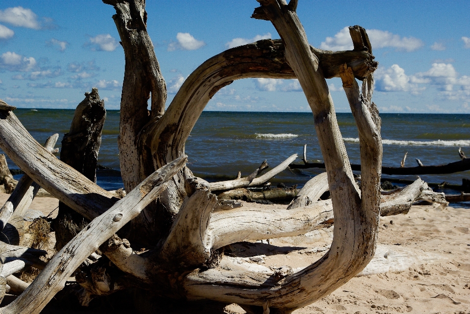 Pantai kayu apung
 laut pesisir