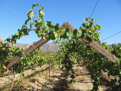 Tree nature plant grape Photo