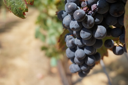 Branch plant grape vine Photo