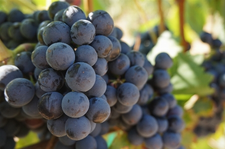 Nature plant grape vine Photo