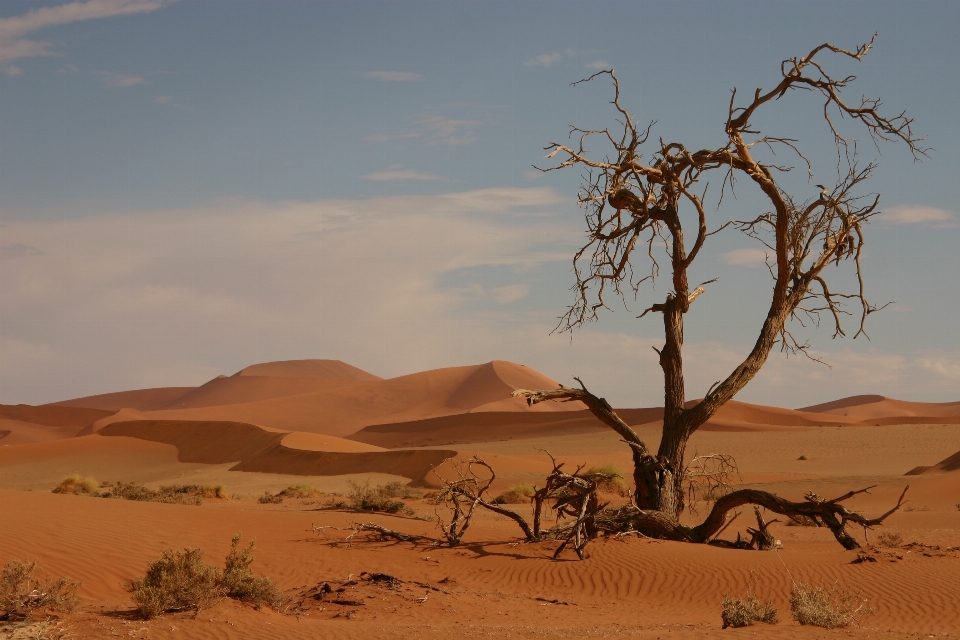 Landscape sand prairie desert