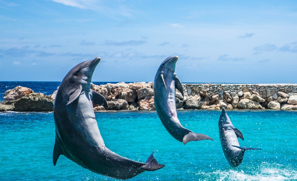 Mare acqua natura oceano