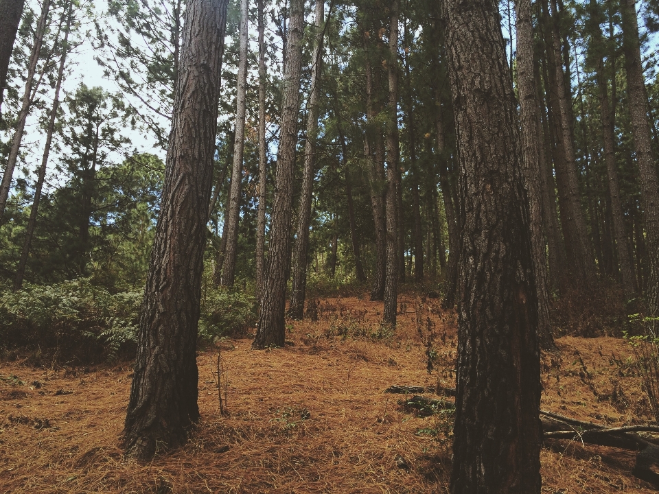 Landschaft baum natur wald