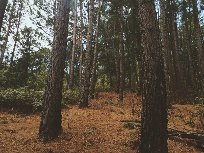 Landscape tree nature forest Photo