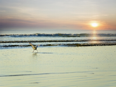 Beach sea coast water Photo