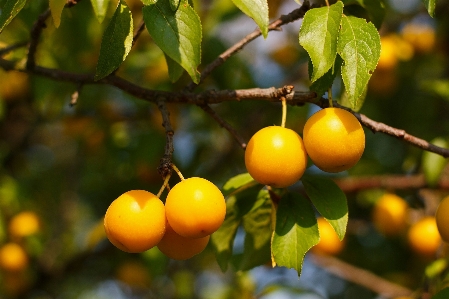 Tree nature branch plant Photo