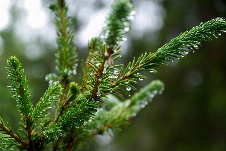 Tree branch dew plant Photo