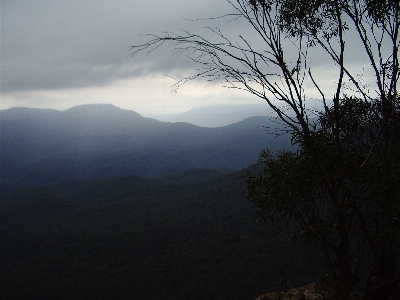 Landscape tree nature forest Photo