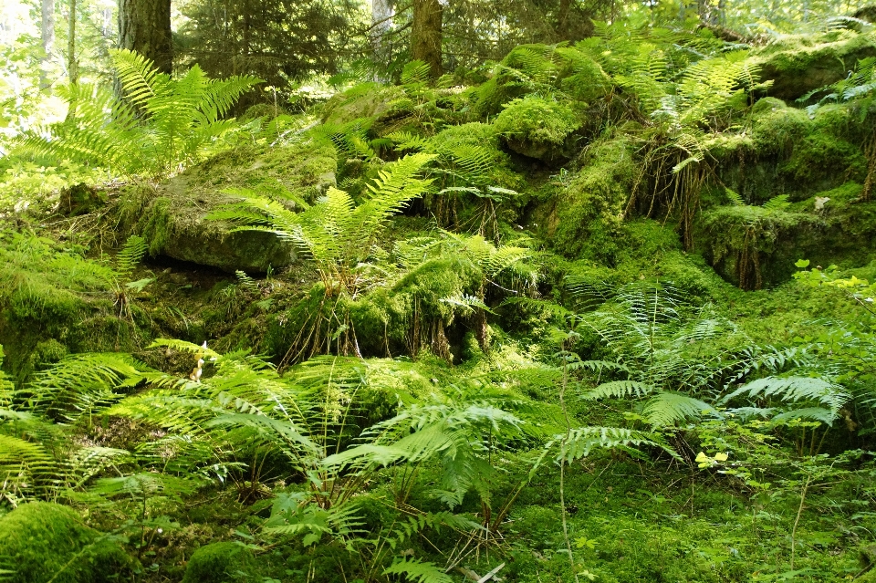 Paysage arbre nature forêt