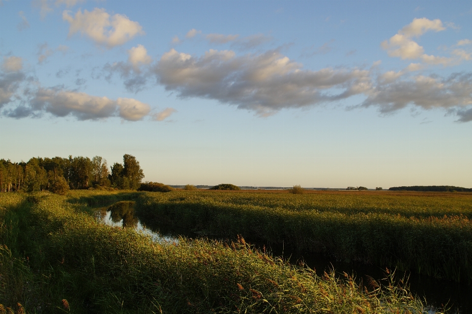 Paisagem árvore natureza grama