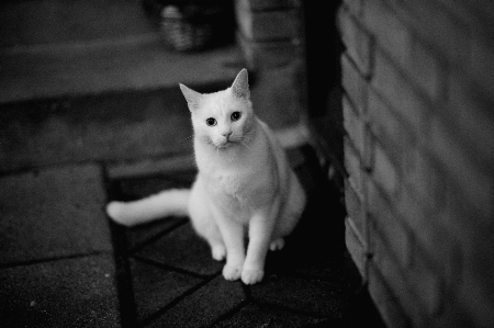 Foto Bianco e nero
 animale domestico gattino