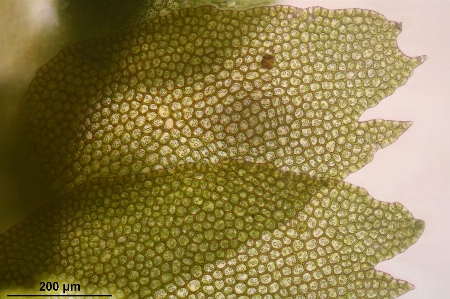 Plant fruit leaf flower Photo