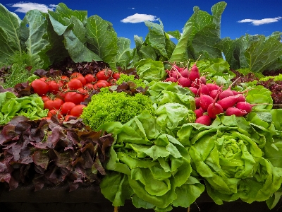 植物 花 食べ物 サラダ 写真