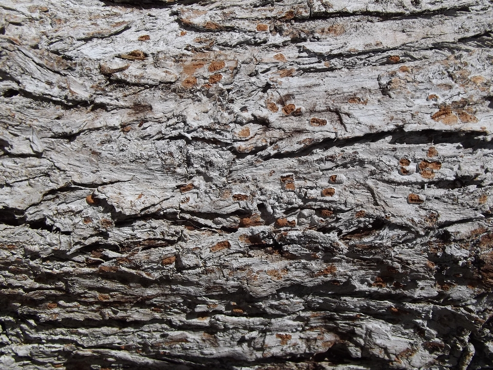 Arbre rock bois texture