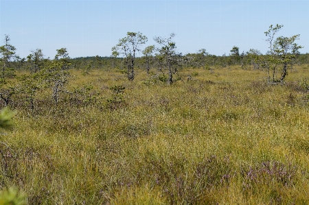 Landscape nature grass marsh Photo