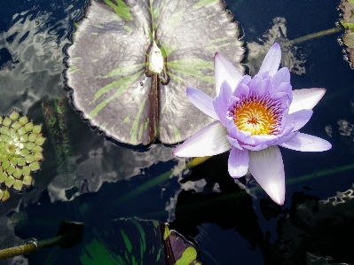 Water nature outdoor blossom Photo