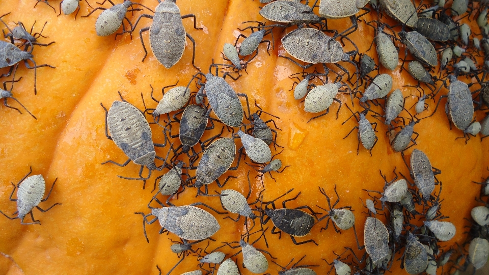 Drzewo natura na wolnym powietrzu oddział