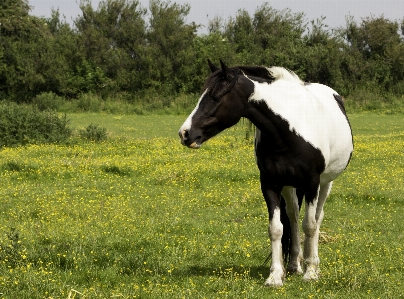 Grass outdoor white field Photo