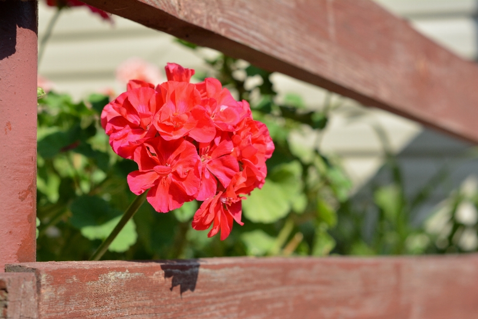 Blüte anlage blume balkon