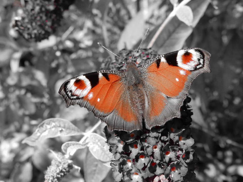 Natura czarny i biały
 zakład fotografia