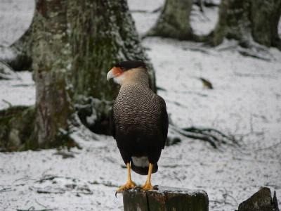 自然 雪 冬 鳥 写真