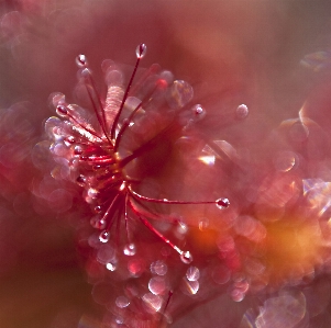 Nature branch blossom dew Photo