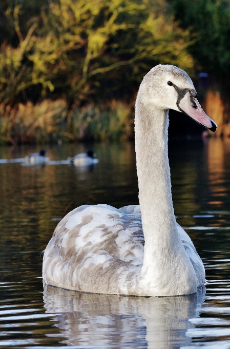 Woda natura na wolnym powietrzu ptak