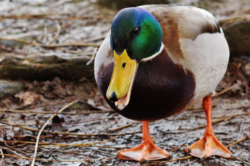 Acqua natura uccello ala