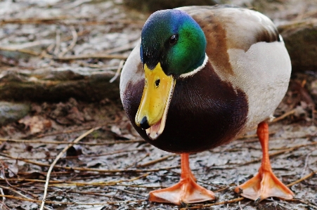 水 自然 鳥 羽 写真