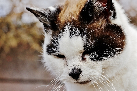 Foto Natura nevicare bianco cane