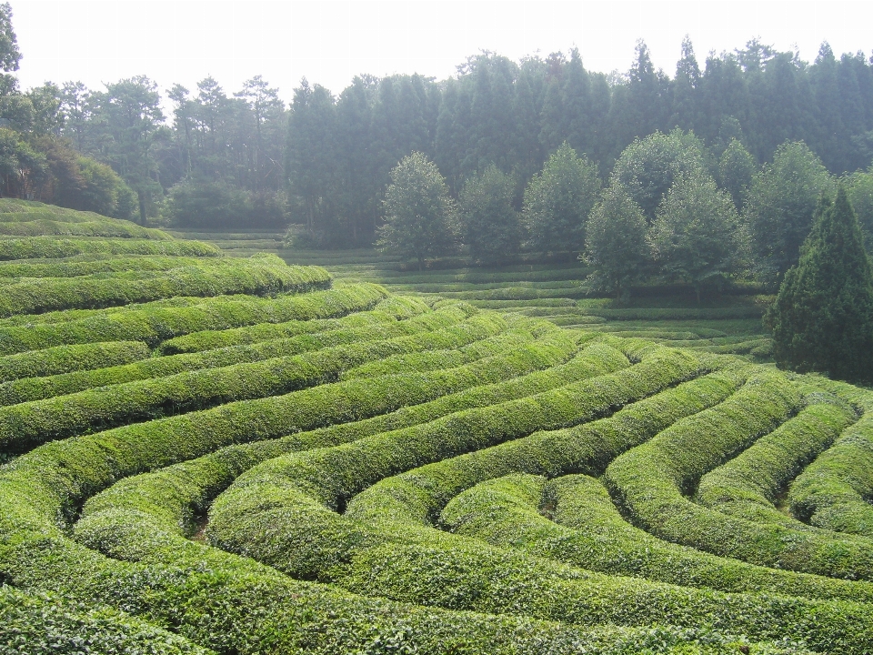 景观 场地 茶 绿色的