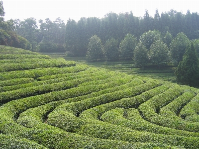 Landscape field tea green Photo