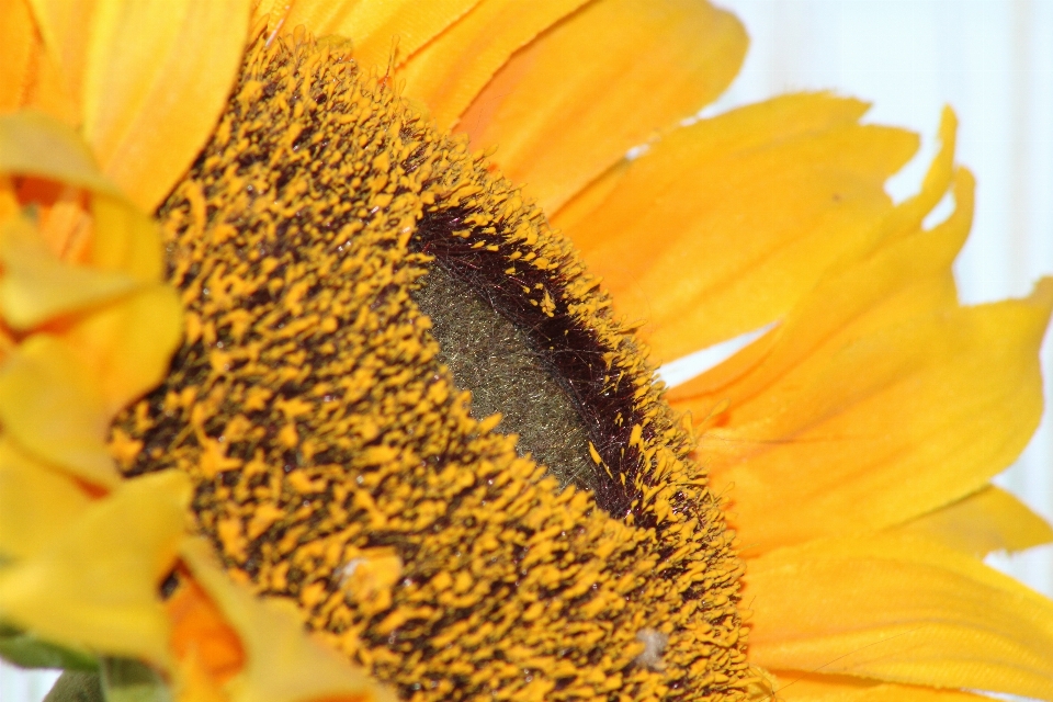 Blüte anlage feld fotografie