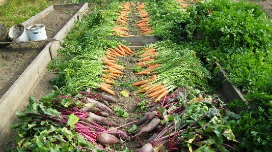 植物 花 食べ物 収穫 写真