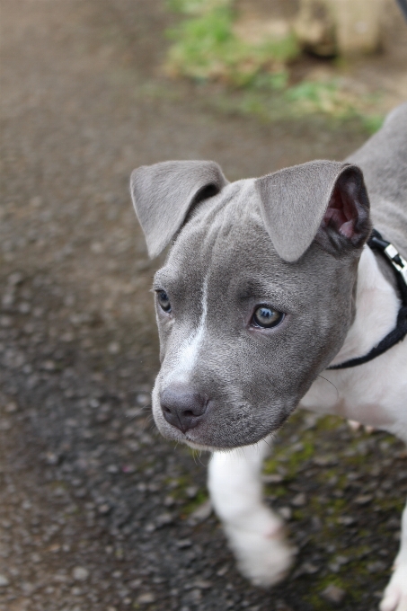 Chiot chien mignon animal de compagnie