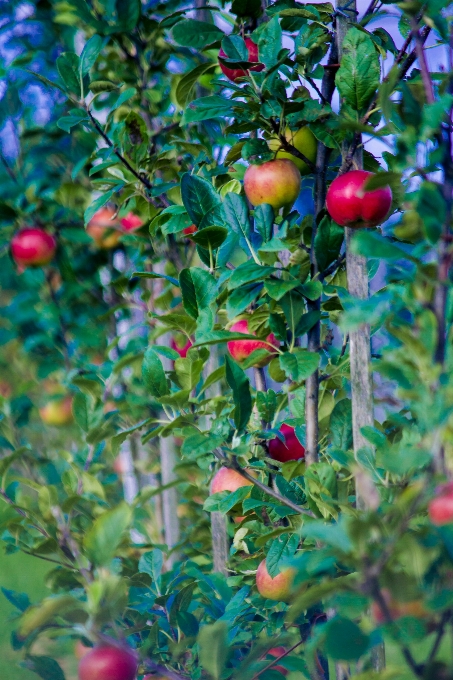 Apple 木 自然 ブランチ