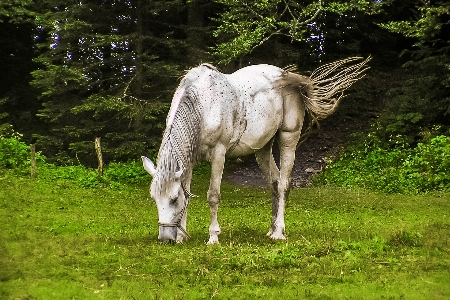 Grass meadow animal wildlife Photo